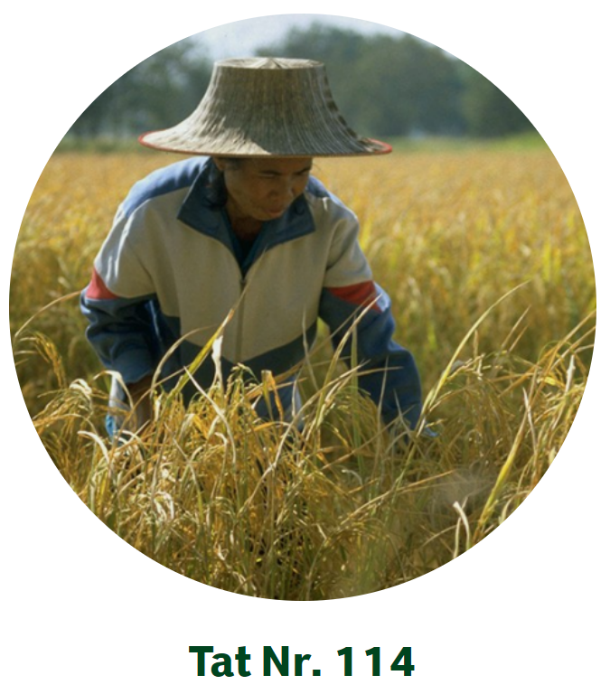 Tat Nr 114